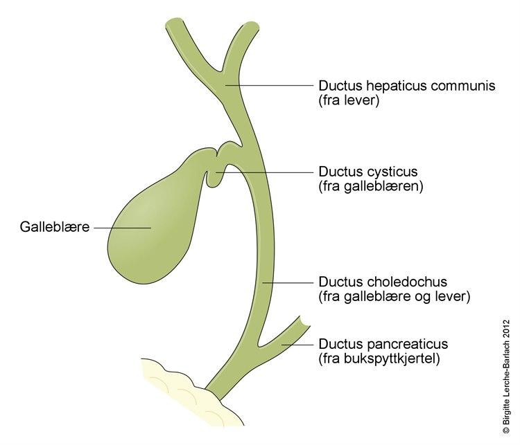 Galleblære og galleveier