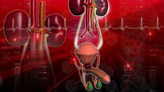 male urinary pathway