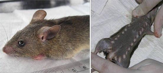 Bildet viser en død rotte av arten Mastomys natalensis