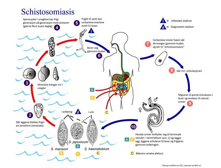 Schistosomiasis livssyklus. Fra Centers for Disease Control and Prevention