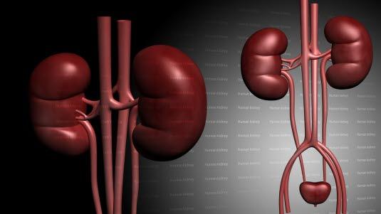 Nyrer og urinveier