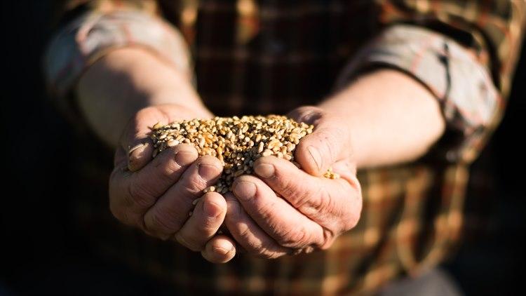 Grove kornprodukter.jpg