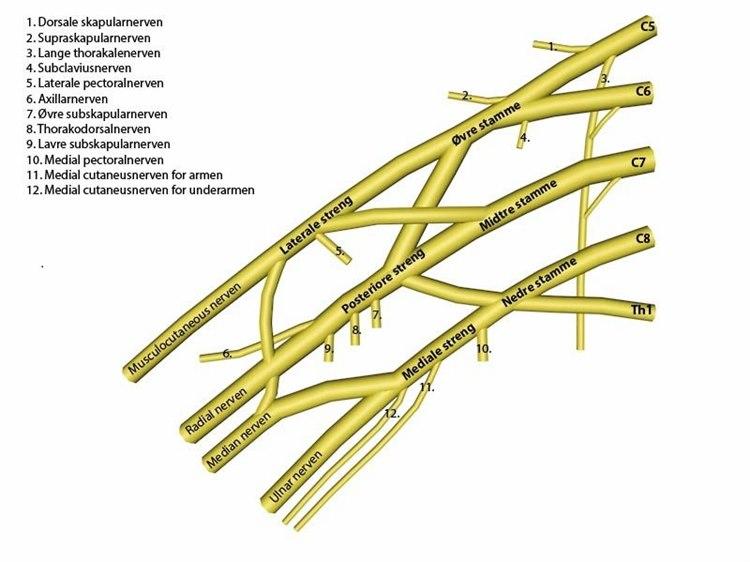 Plexus brachialis