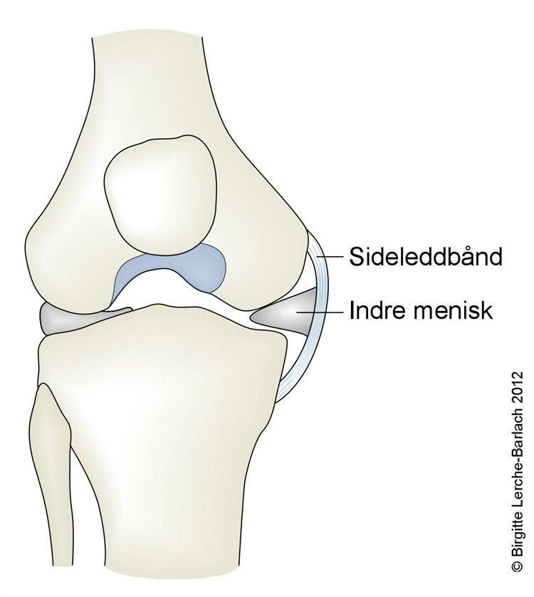 Kne, mediale kollateral ligament