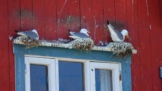 Bilde av tre krykkje-fugler som ligger og ruger på reir.