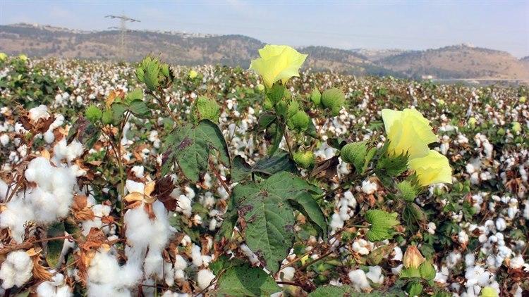 Bomull. Foto: Colourbox