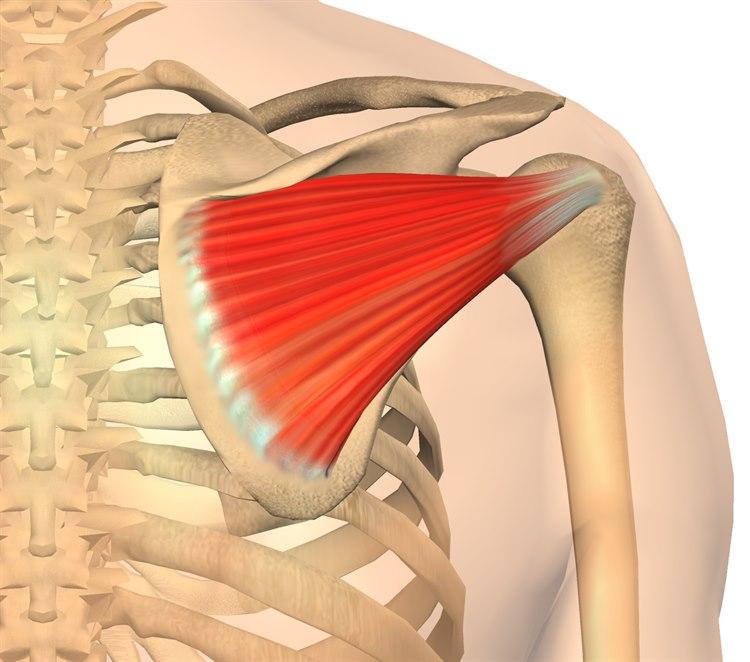 Illustrasjonen viser musculus infraspinatus. Skulderen er sett bakfra.