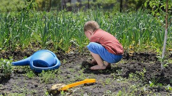 Illustrasjonsfoto av en liten gutt som leker og graver i grønnsaksåkeren.