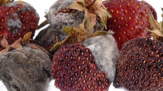 Seks jordbærer med mugg