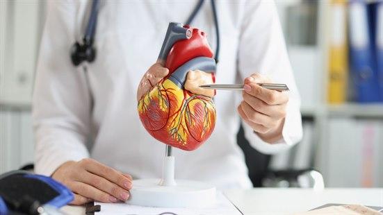 Lege som peker på en modell av hjertet.