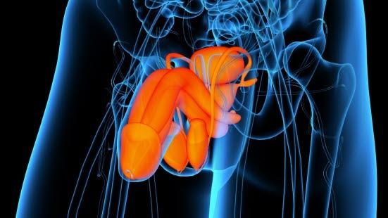 Mannlige kjønnsorganer