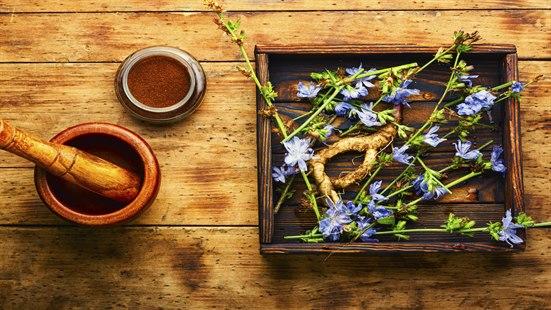 Bilde av sikoryrot og sikoriplante.