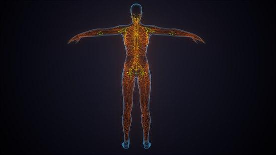 Illustrasjonsfoto av 3D-anatomien til det perifere nervesystemet, fra hjernen og ned til tærne.