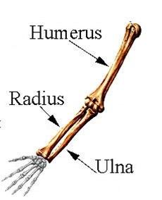 Humerus og ulna