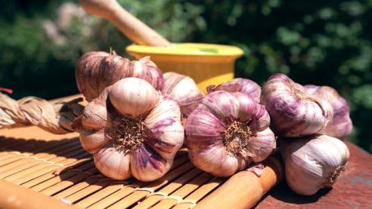 Illustrasjonsfoto av flere tørkete hvitløk som ligger på et bord ute. 