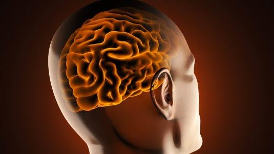 Hjernen