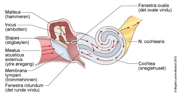 Indre øre - lydledning