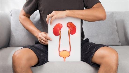 Urinsystemet, plansje