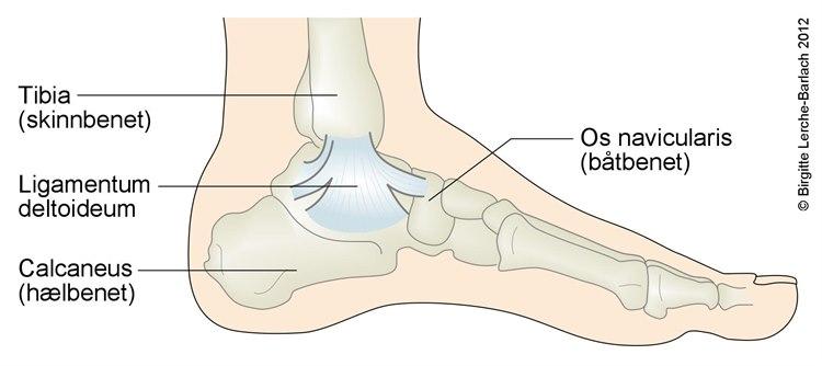 7303-2-ankelligament-medialt.jpg