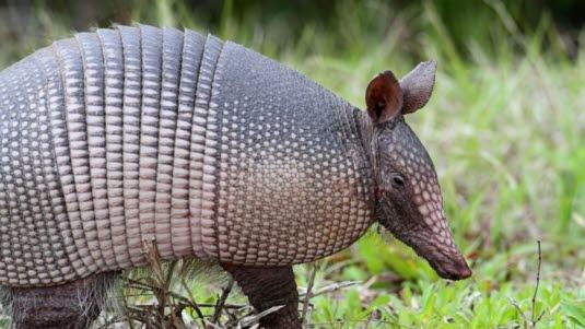 armadillo
