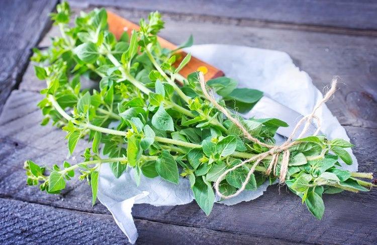 Oregano