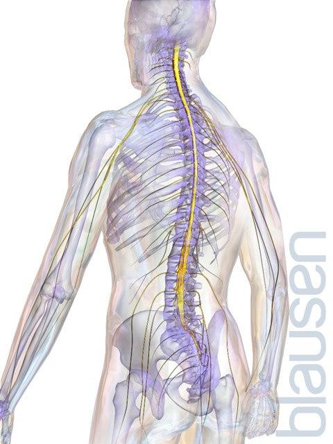 Rygg med ryggmarg og perifere nerver