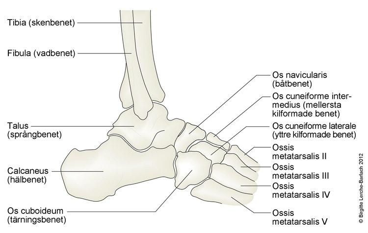 7305-6-ankelskelet-lateralt.jpg