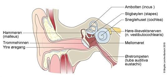 Indre og ytre øre