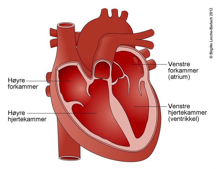 Hjertets kamre sett forfra