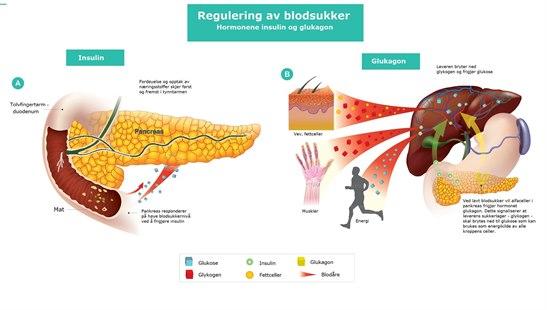 Regulering av blodsukker