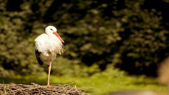 Stork på ett ben