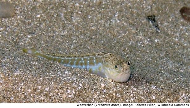 Greater weeverfish (Trachinus draco)