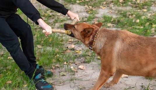 Drakamp om pinne mellom hund og menneske