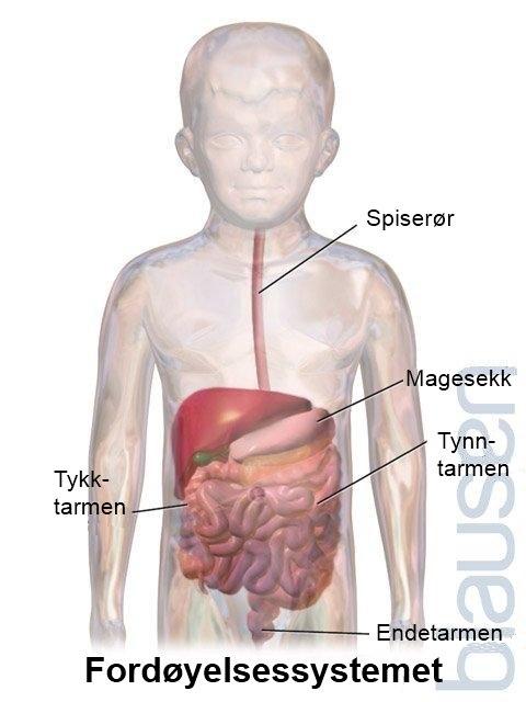 Fordøyelsessystemet barn.jpg