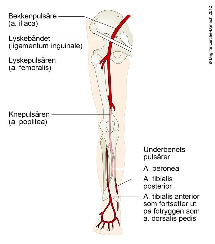 Arterier i benet