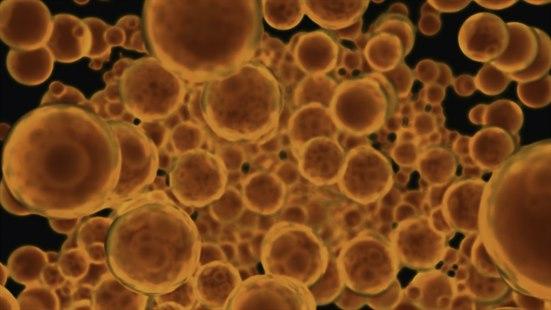 Mikroskopisk bilde av mange runde fettceller.