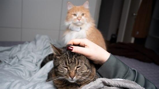 To katter som ligger i en seng. En hånd stryker over hodet på den ene.