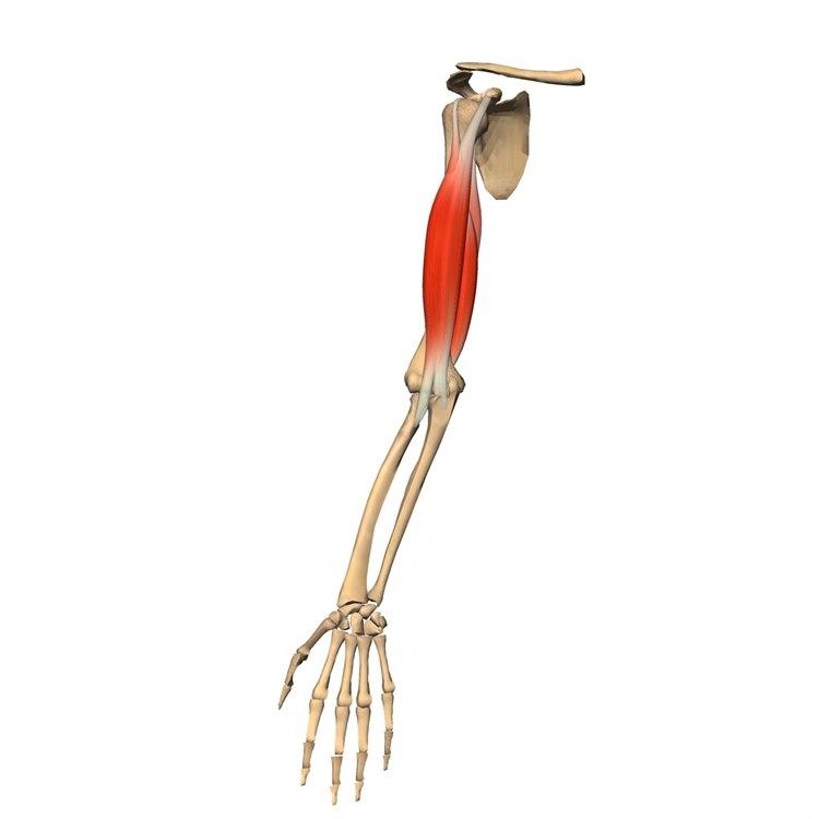 Musculus biceps brachii