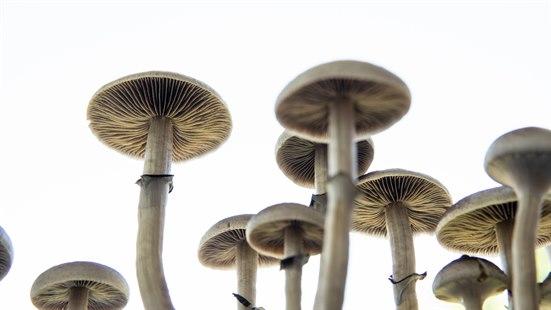 Psilocybin