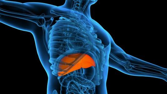 Illustrasjonsfoto av en menneskekropp sett fra innsiden. Leveren er tydelig markert i oransje, som ligger i øvre høyre del av mageregionen.