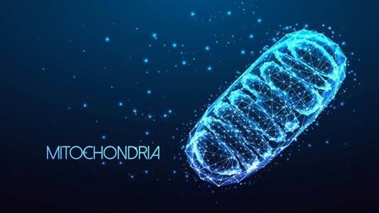 Mitokondrie