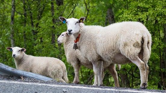 Illustrasjonsfotoet viser sauer langs en bilvei