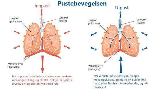 Illustrasjon som viser diafragmas belgfunksjon ved pustebevegelsen