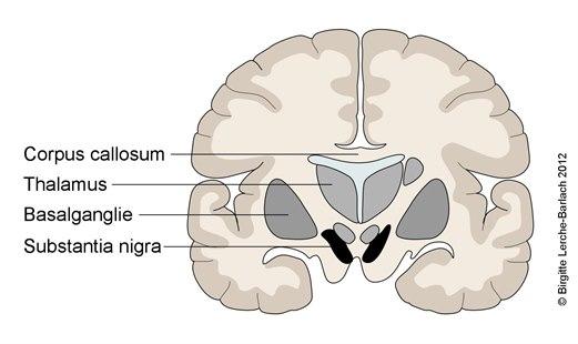 Substantia nigra