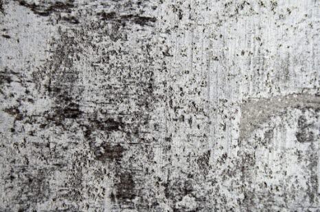 Muggsopp på betongvegg