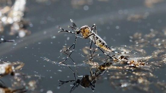 Fotoet viser et nærbilde av en asiatisk tigermygg på en vanndamm. Planterester og støvbiter flyter i vannet. flyter.