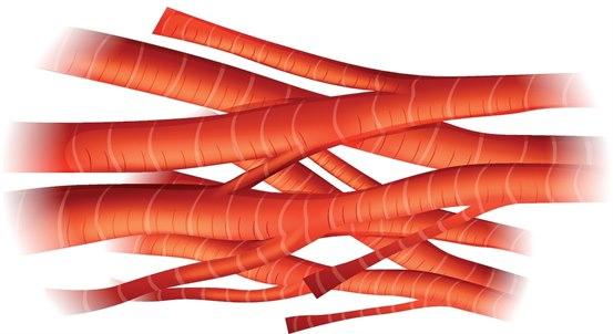 Tegning av hjertemuskelceller.