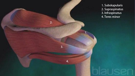 rotatorcuff med markering