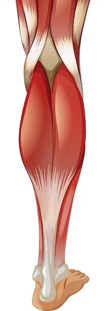 Gastrocnemiusmuskelen i leggen
