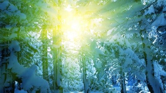 Illustrasjonsfoto av solskinn gjennom trærne i skogen som er fylt med snø